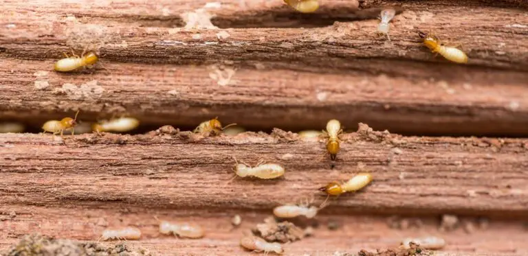 Can Wood Be Treated against Termites