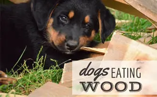 How to Get Dog to Stop Eating Wood Chips