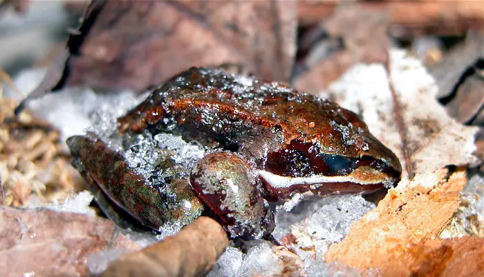 A Wood Frogs Ability to Freeze Itself in Winter Crossword