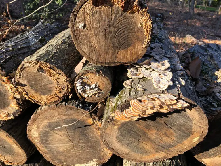 Can You Burn Wood With Fungus on It