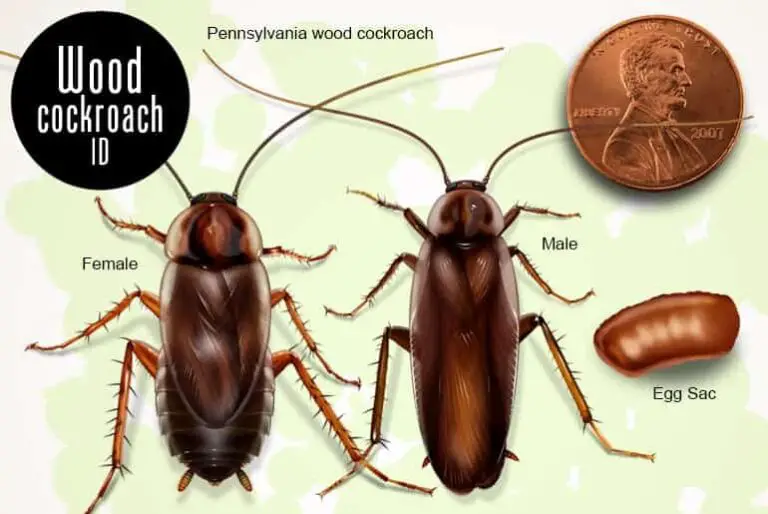 Do Wood Roaches Bite