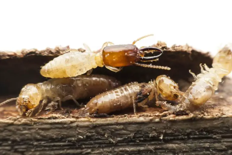 Do All Termites Eat Wood