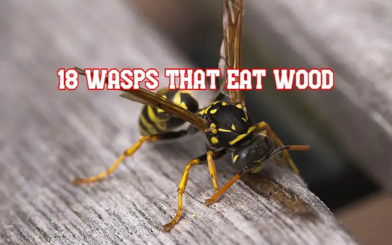 Do Wasps Eat Wood