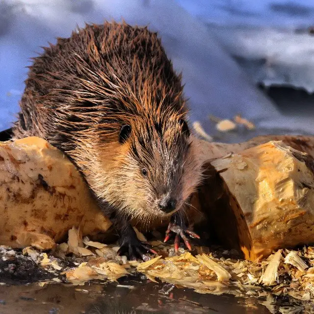 Do Beavers Really Eat Wood