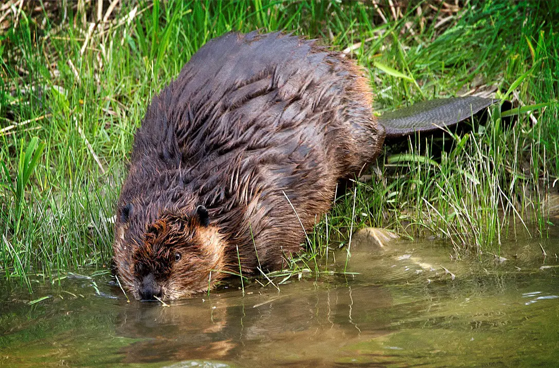 Do Beavers Eat Wood Or Just Chew It - Johnny Counterfit