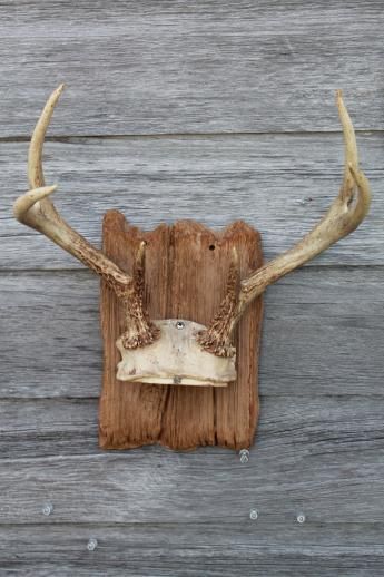 How to Mount Antlers on Wood