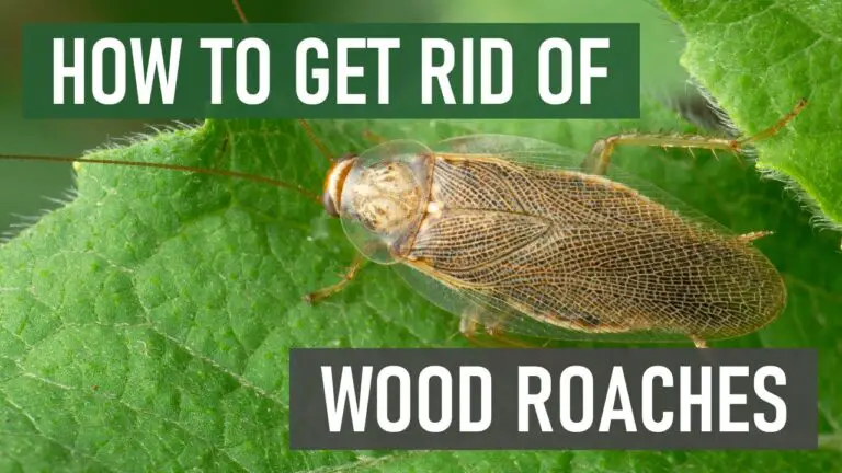 How to Get Rid of Wood Cockroaches