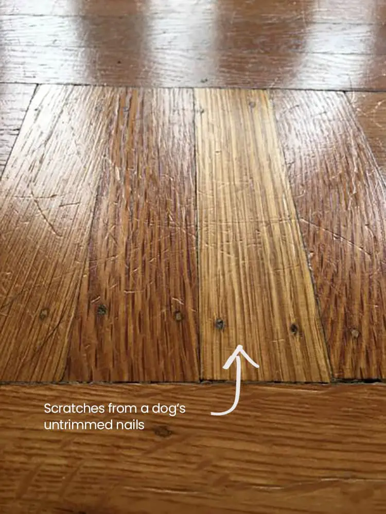 How to Keep Dogs from Scratching Wood Floors