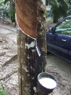 Is Rubber Wood Food Safe