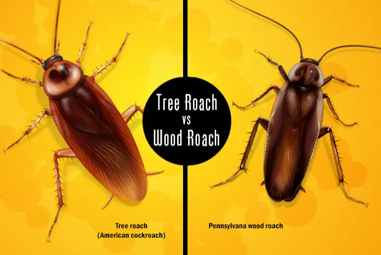 Can Wood Roaches Infest Your House