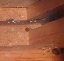 Do Bed Bugs Burrow into Wood