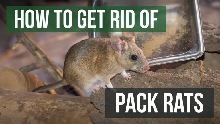 How Do You Get Rid of Wood Rats