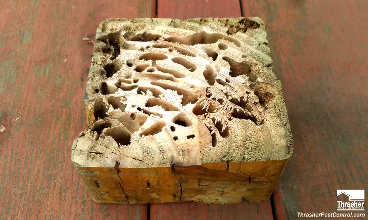 Does Termites Eat Pressure Treated Wood