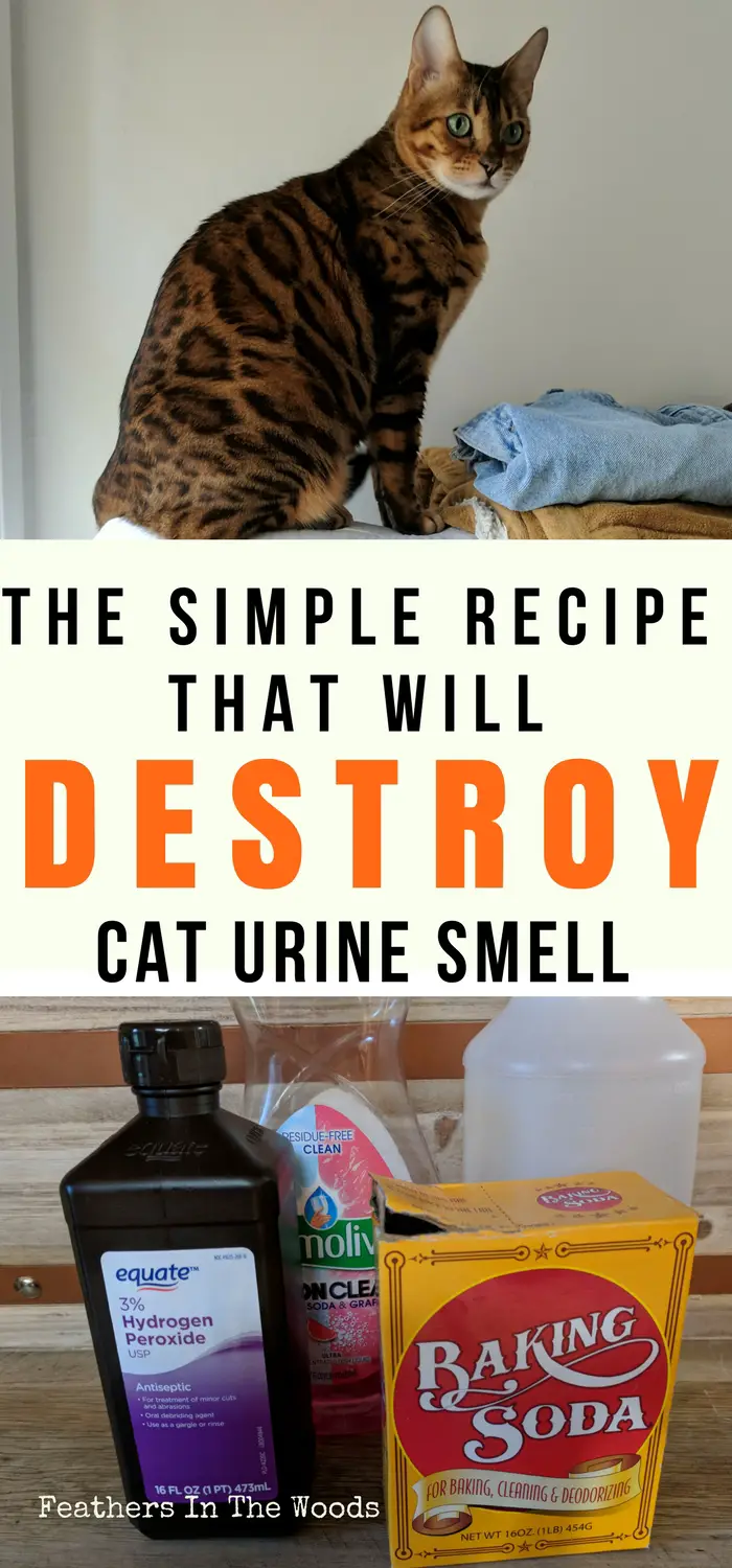 How Do You Get Cat Urine Smell Out of Wood