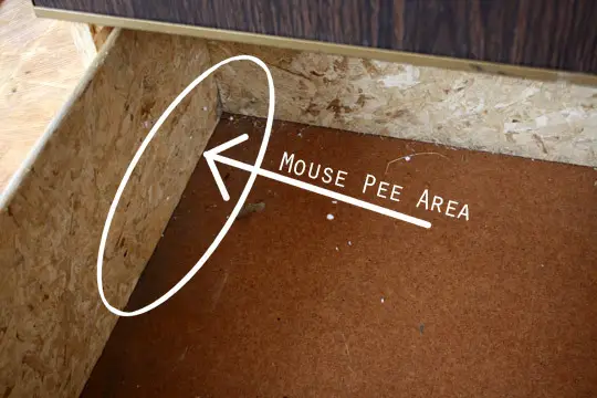 How to Clean Mouse Urine from Wood