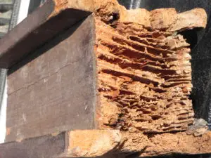 Will Termites Eat Pressure Treated Wood