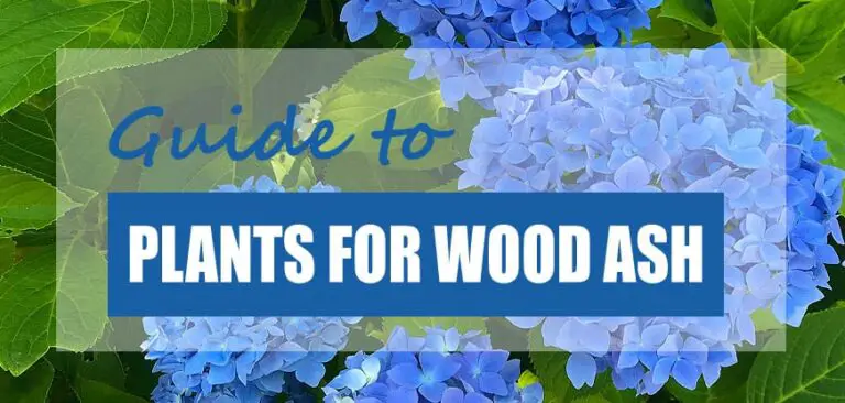 Is Wood Ash Good for Hydrangeas