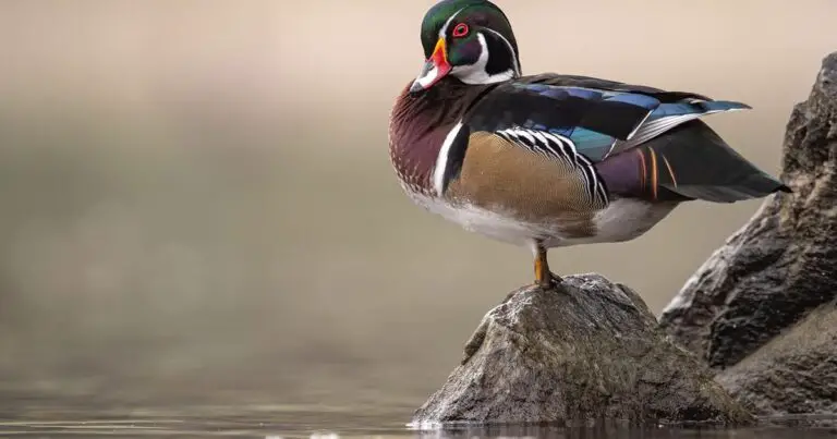 Are Wood Ducks Good to Eat