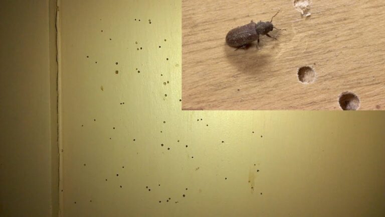 How to Get Rid of Wood Boring Beetles