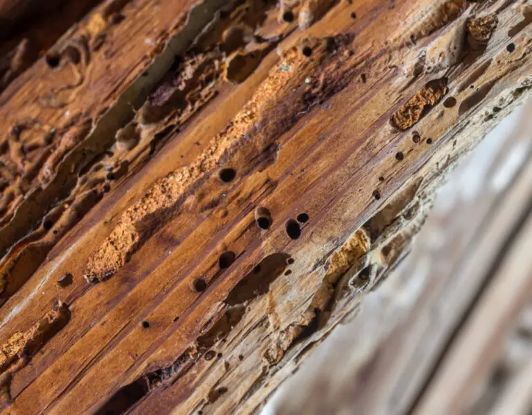 How to Get Rid of Wood Mites