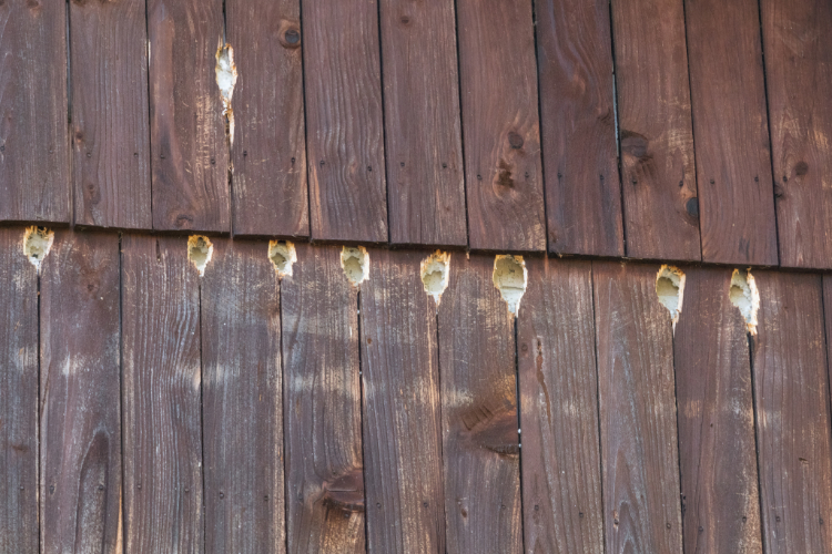 How to Prevent Woodpeckers from Damaging Wood Siding