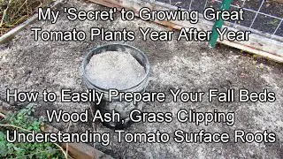 Are Wood Ashes Good for Tomato Plants