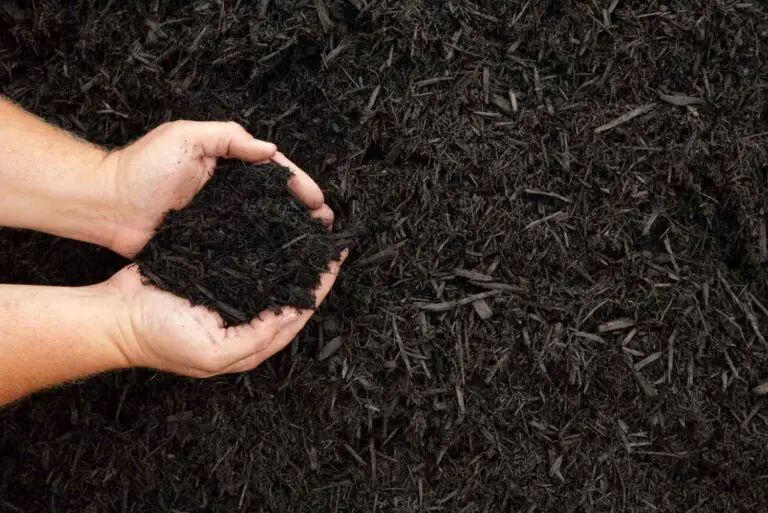 Is Rubber Mulch Better Than Wood Mulch  : The Ultimate Comparison
