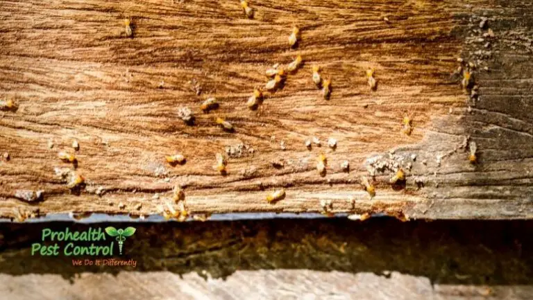 What Do Wood Mites Look Like  : Uncovering Their Appearance