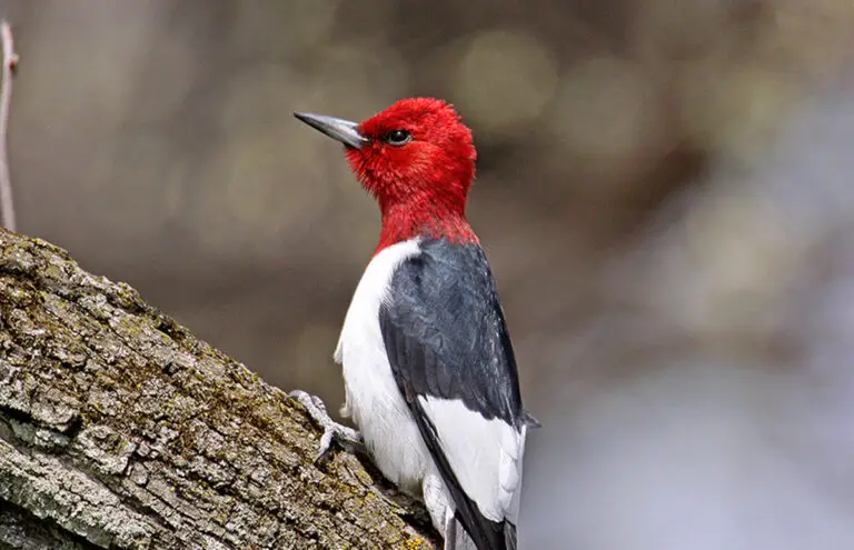 What Does a Wood Pecker Look Like  : Discover the Striking Features