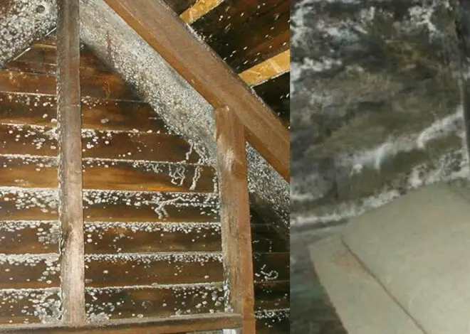 What Does Mold Look Like on Wood Furniture: Tips for Identification