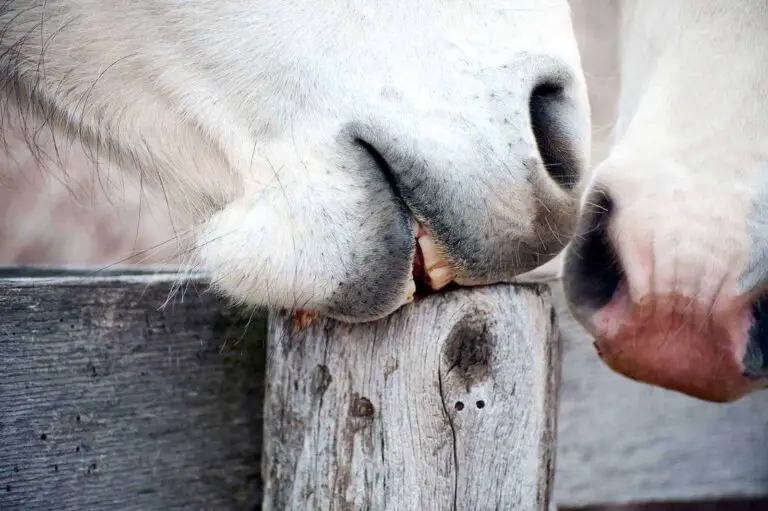 Why Do Horses Chew on Wood  : Understanding Equine Behavior